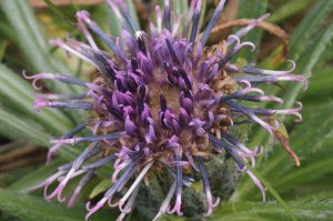 Saussurea pygmaea. Kwiat który można spotkać w okolicach Kościelca