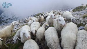 Stado owiec na szczycie Island Peak