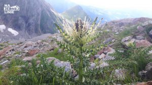 Oset w niższach partiach masywu Mont Blanc