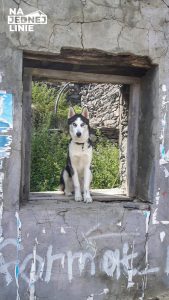 Husky pilnujący miasta Kazbegi