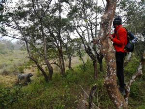 Nosorożec w Nepalskim Parku Narodowym Chitwan