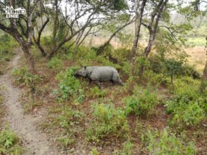 Wolno żyjący nosorożec w Nepalskim Parku Narodowym Chitwan