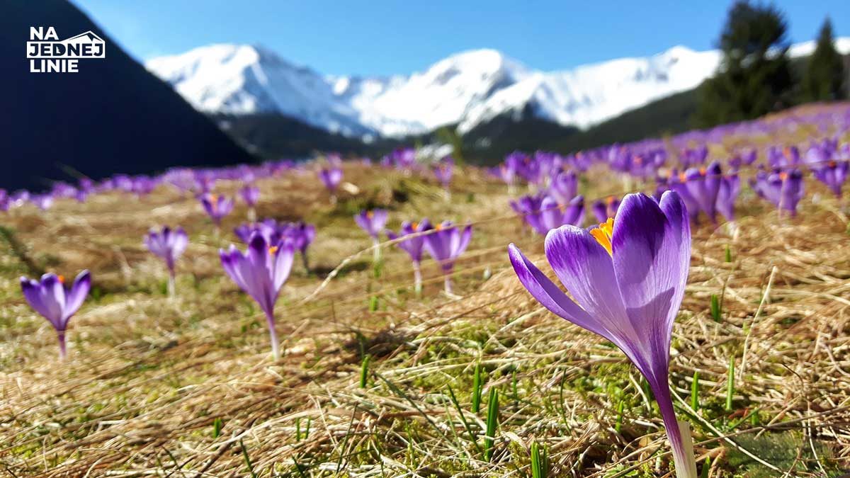 Kwitnący górski kwiat krokus – gdzie i kiedy w Tatrach?