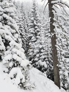 Skitury przez Myślenickie Turnie - las w Tatrach