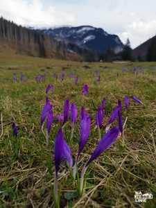 Krokusy w Dolinie Kościeliskiej w Tatrach