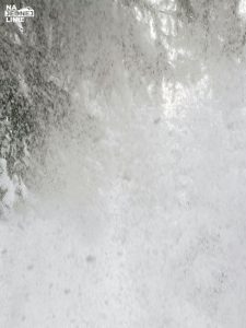 Skitury przez Myślenickie Turnie - spadający śnieg z drzewa