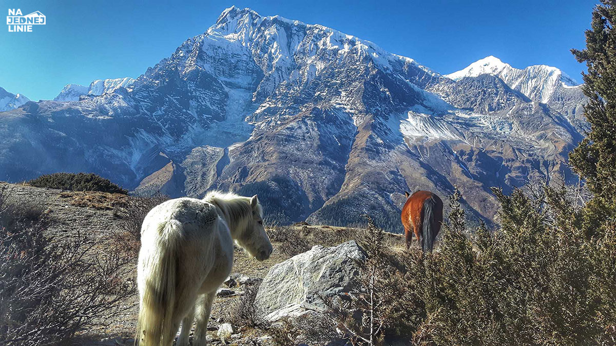 Annapurna Circuit Trekking – dwa tygodnie bez wygód, lecz warte takich kosztów